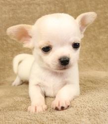 Chihuahua-Welpen