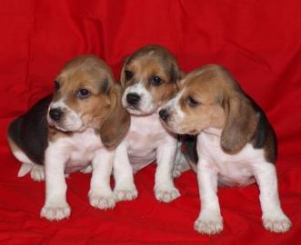beagel welpen