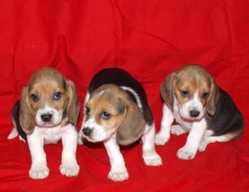 beagel welpen