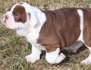 Wundersch�ne  Englischer Bulldoggen Welp