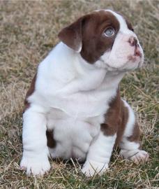 Wundersch�ne  Englischer Bulldoggen Welp