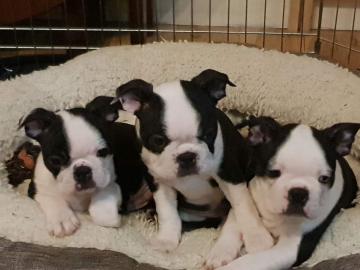 Boston Terrier Welpen reinrassig
