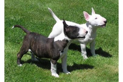 Bull terrier Welpen