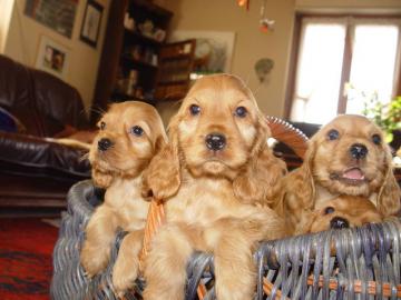 English Cocker-Spaniel Welpen