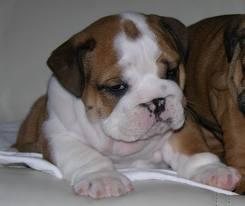 Mini Bulldog Welpen
