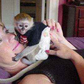 Zwei Wundersch�ne baby affen