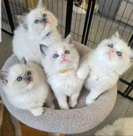 S��e Ragdoll-K�tzchen suchen ein liebevo