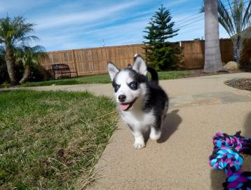 Siberian Husky Puppies Blaue Augen berei