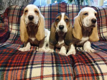 Kc Basset Hound Welpen