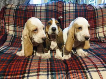 Kc Basset Hound Welpen