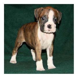 Verkaufe 3 s��e Boxer Welpen