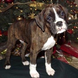 Verkaufe 3 s��e Boxer Welpen