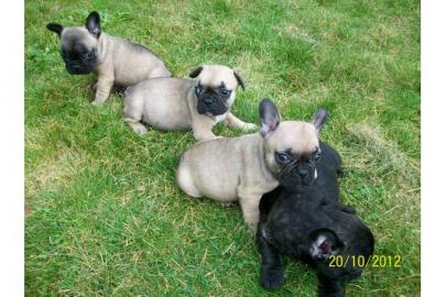 S��er Franz�sisch Bulldogge-Welpen