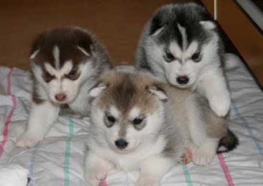 Siberian Husky Welpen