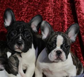 Wundersch�ne Franz. Bulldogge !