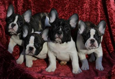 Wundersch�ne Franz. Bulldogge !