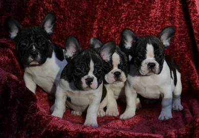 Wundersch�ne Franz. Bulldogge !