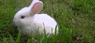 ? Kuschelkaninchen erh?ltlich