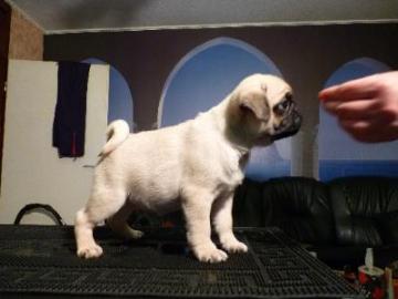 ***Mopsalarm***Kleine reinrassige Mops W