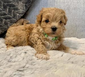 Intelligente Maltipoo-Welpen **KOSTENLOS