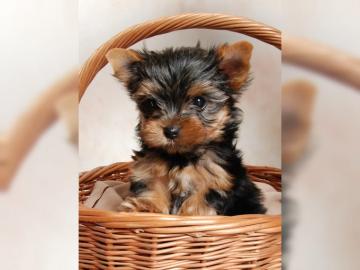 Yorkshire Terrier Welpen
