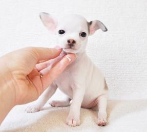Beutifull Chihuahua Welpen f?r Rehoming