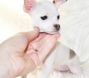 Beutifull Chihuahua Welpen f?r Rehoming