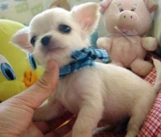Beutifull Chihuahua Welpen f?r Rehoming