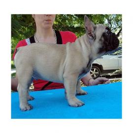 ein Franz�sisch Bulldogge Welpen suchen