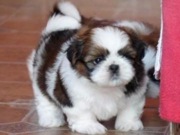 KOSTENLOS Shih-tzu welpen