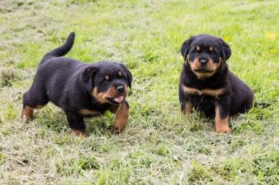 ADRK Rottweilerwelpen abzugeben mit Papi