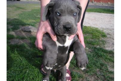 Gesunde Cane Corso welpen , blue-line mi