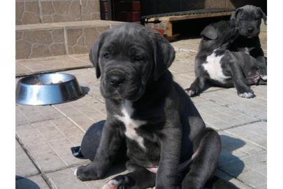 Gesunde Cane Corso welpen , blue-line mi