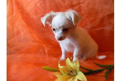 Kurzhaar chihuahua welpen VDH/FCI suchen