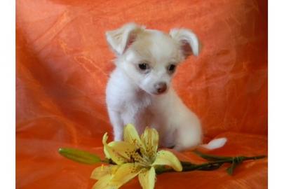Kurzhaar chihuahua welpen VDH/FCI suchen