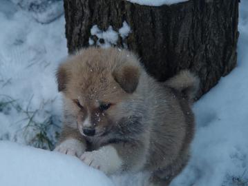 Gut Sozialisiert Akita Inu Welpen mit FC