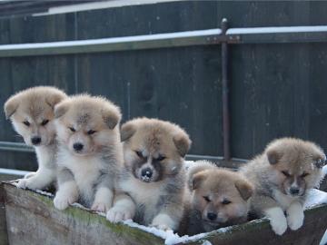 Gut Sozialisiert Akita Inu Welpen mit FC