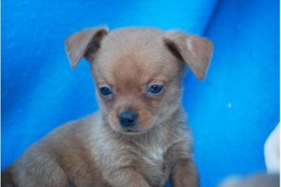 Familientaugliche Chihuahua Welpen