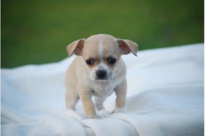 Familientaugliche Chihuahua Welpen
