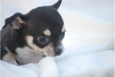 Familientaugliche Chihuahua Welpen