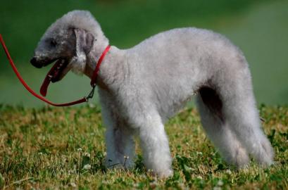 Bedlington Terrier mit Papiere