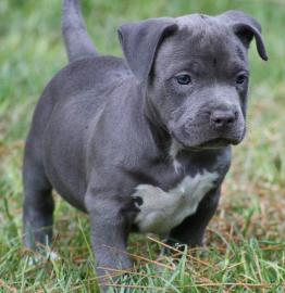 Zuckers��e Exclusive Reinrassige Blueli