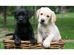 Herrlicher Labrador-Apportierhundwelpe. 
