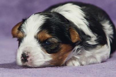 Wundersch�ne Biewer Yorkshire Terrier vo