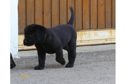 Ganz ein Wunder Labrador Welpen mit Papi