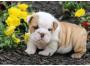 Englische Bulldogge