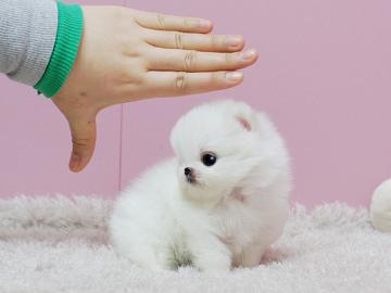 Zwergspitz/Pomeranian zu verkaufen
