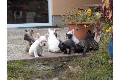 Wir sind 5 knuddelige Franz�sische Bulld