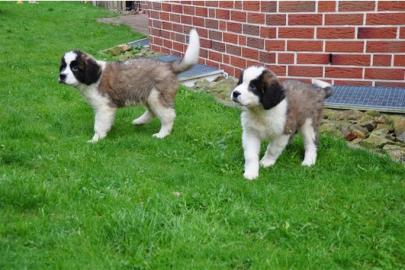 Bernhardiner Braun-wei� Welpen