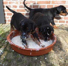 Doberman Pinscher Welpen